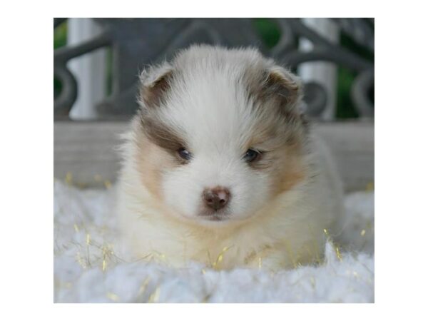 pomsky/pom-DOG-Male-White-15713-Petland Racine, Wisconsin