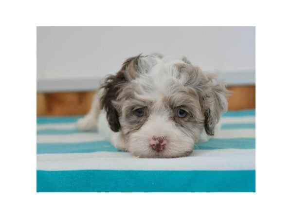 Cock A Poo-DOG-Female-Chocolate Merle-15728-Petland Racine, Wisconsin