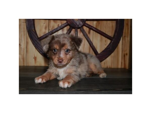 Australian Shepherd-DOG-Male-Red Merle-15712-Petland Racine, Wisconsin