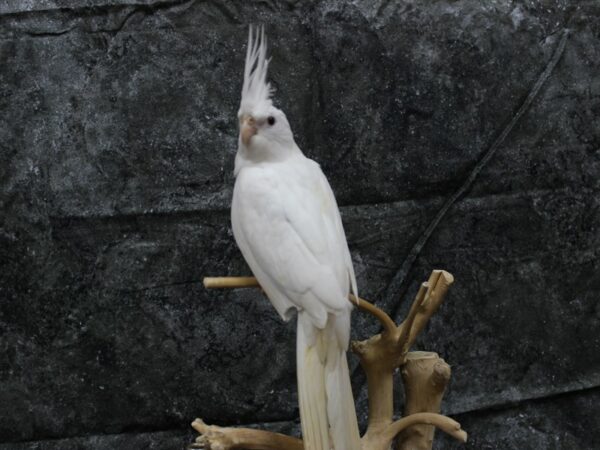 Cockatiel-BIRD-Male-White-24532-Petland Racine, Wisconsin