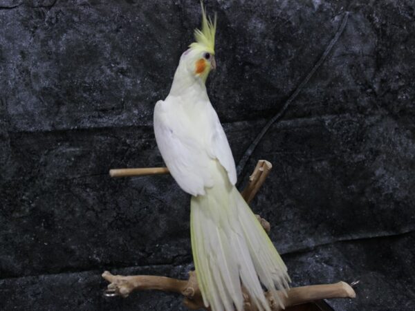 Cockatiel-BIRD-Male-Lutino-24533-Petland Racine, Wisconsin