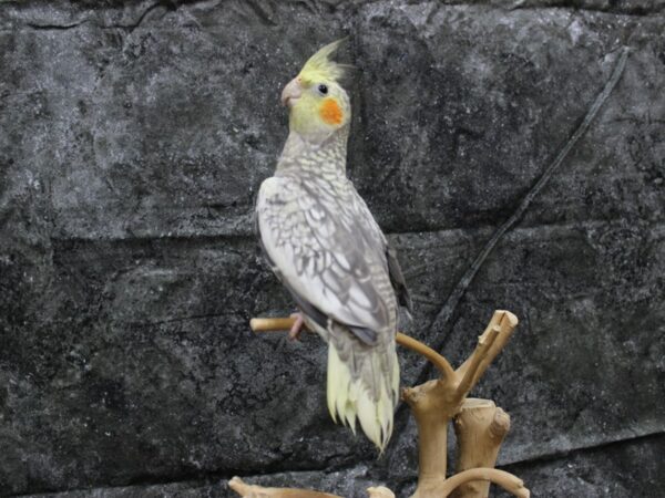 Cockatiel-BIRD-Male-Pearl-24535-Petland Racine, Wisconsin