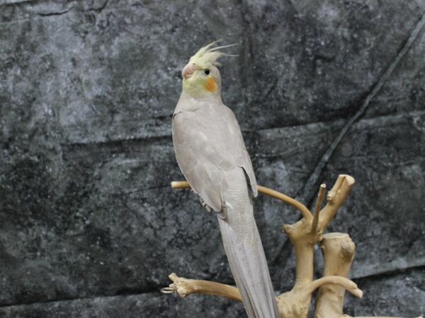 Cockatiel-BIRD-Male-Cinnamon-24536-Petland Racine, Wisconsin