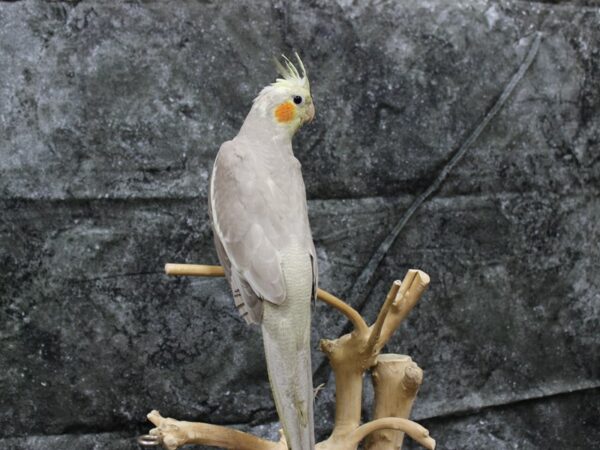 Cockatiel-BIRD-Male-Cinnamon-24537-Petland Racine, Wisconsin