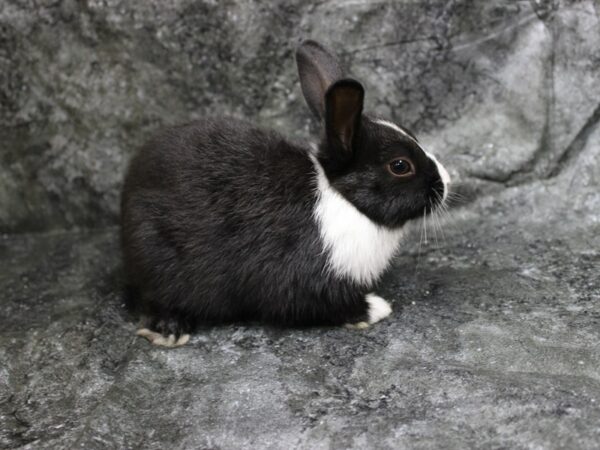 Dutch RABBIT Male 24528 Petland Racine, Wisconsin