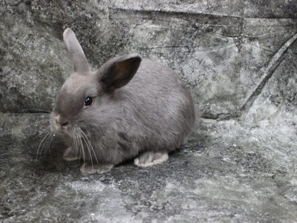 Polish RABBIT Female Blue 24529 Petland Racine, Wisconsin