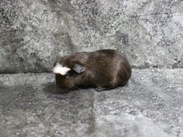 Guinea Pig GUINEA PIG Male 24525 Petland Racine, Wisconsin