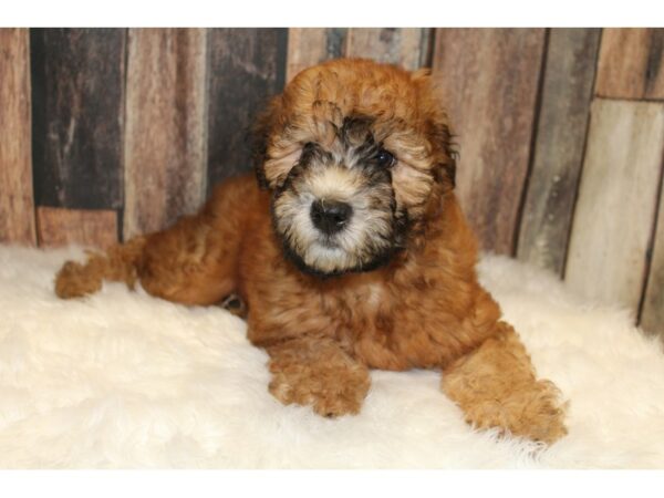 Soft Coated Wheaten Terrier-DOG-Female-Wheaten-15720-Petland Racine, Wisconsin