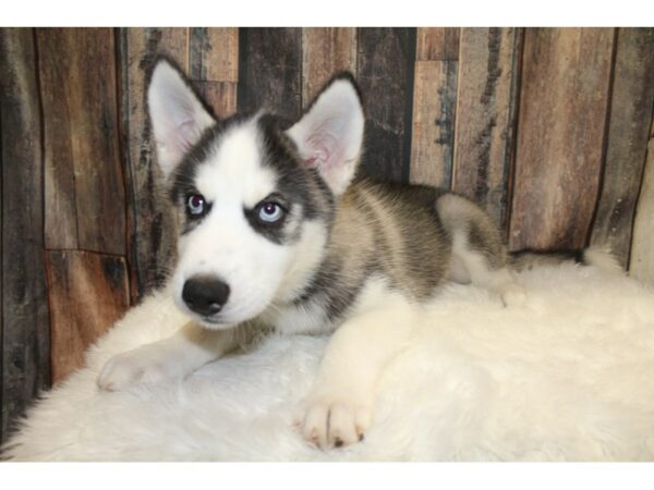 Siberian Husky-DOG-Male-Black / White-15726-Petland Racine, Wisconsin