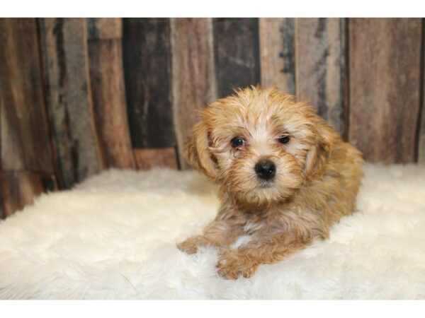 Yorkiepoo DOG Male Tan 15730 Petland Racine, Wisconsin