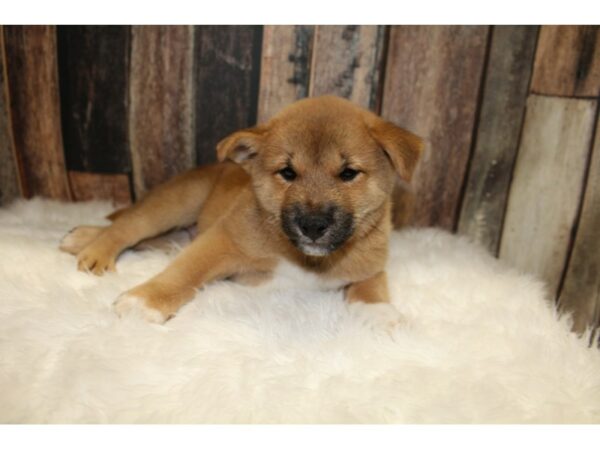 Shiba Inu-DOG-Male-Red-15731-Petland Racine, Wisconsin