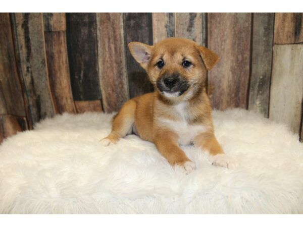 Shiba Inu-DOG-Female-Red-15732-Petland Racine, Wisconsin