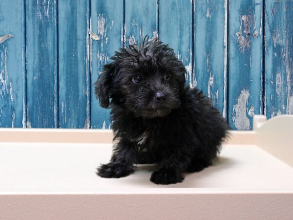 Yorkiepoo DOG Male BLACK 24529 Petland Racine, Wisconsin