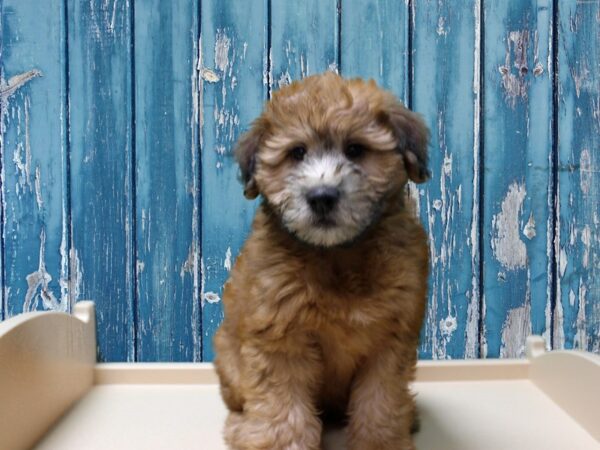 Soft Coated Wheaten Terrier-DOG-Male-Wheaten-24520-Petland Racine, Wisconsin