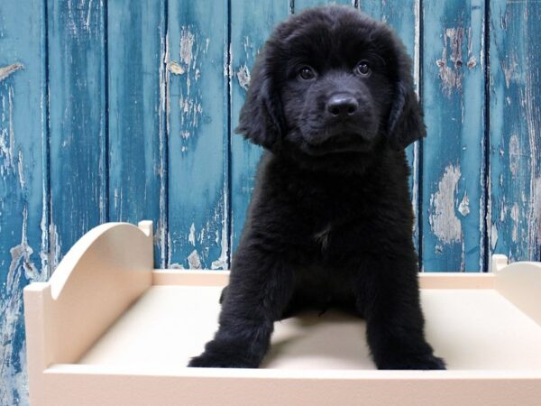 Newfoundland-DOG-Male-Black-24516-Petland Racine, Wisconsin
