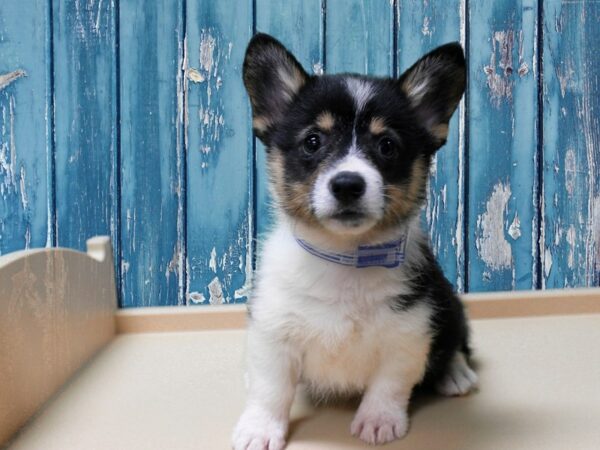 Pembroke Welsh Corgi-DOG-Female-TRI-24549-Petland Racine, Wisconsin