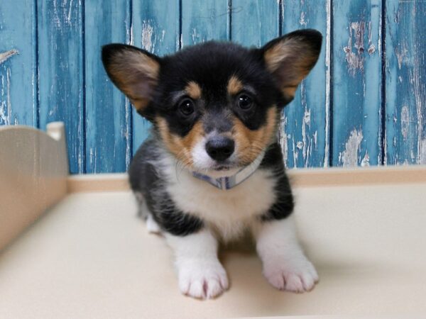 Pembroke Welsh Corgi-DOG-Female-TRI-24550-Petland Racine, Wisconsin