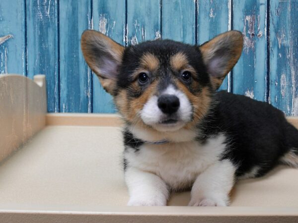 Pembroke Welsh Corgi-DOG-Male-TRI-24548-Petland Racine, Wisconsin