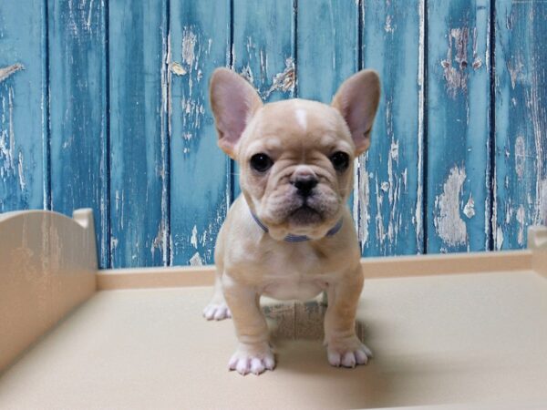 French Bulldog-DOG-Female-FAWN-24547-Petland Racine, Wisconsin
