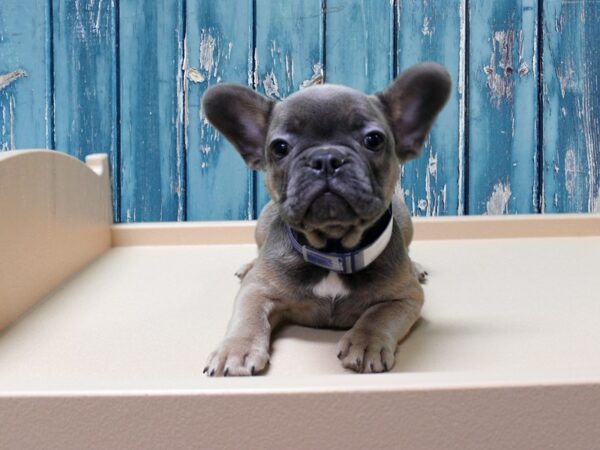 French Bulldog-DOG-Female-BLUE FAWN-24546-Petland Racine, Wisconsin