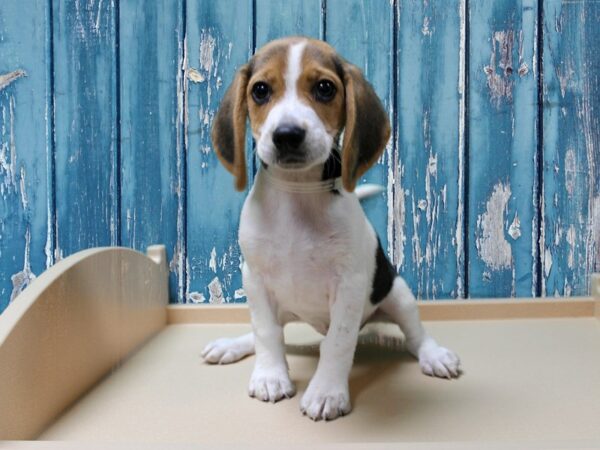 Beagle-DOG-Male-Black White / Tan-24512-Petland Racine, Wisconsin
