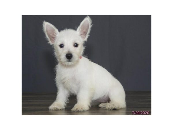 West Highland White Terrier DOG Female White 24560 Petland Racine, Wisconsin