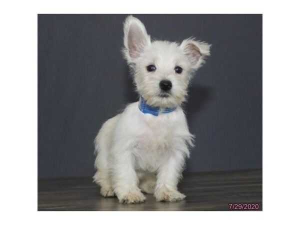 West Highland White Terrier DOG Male White 24561 Petland Racine, Wisconsin