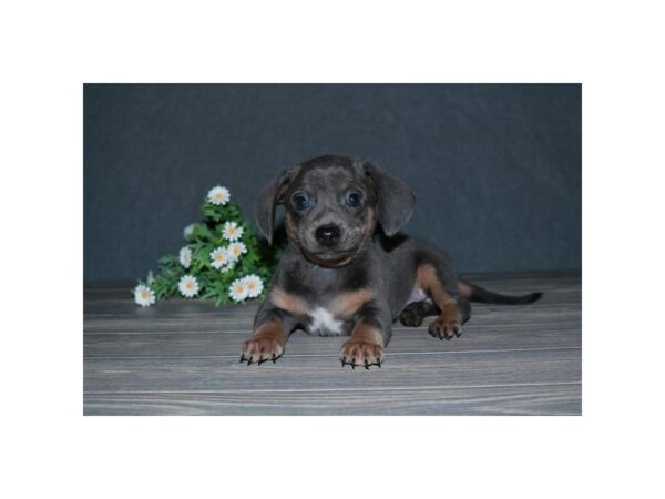 Chiweenie DOG Male Gray / White 24565 Petland Racine, Wisconsin