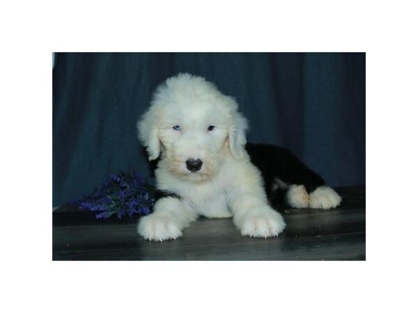 Old English Sheepdog-DOG-Female-Black / White-24567-Petland Racine, Wisconsin