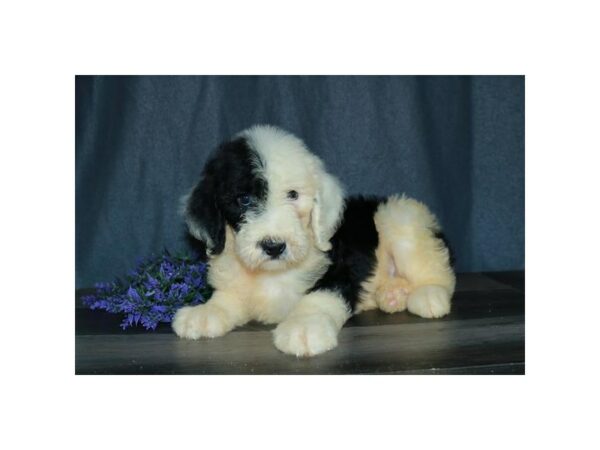 Old English Sheepdog/Poodle-DOG-Female-Black / White-24566-Petland Racine, Wisconsin