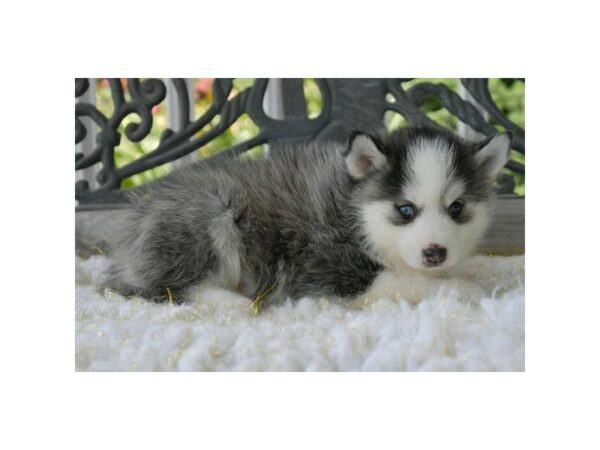 Pomsky-DOG-Male-Gray / White-24578-Petland Racine, Wisconsin
