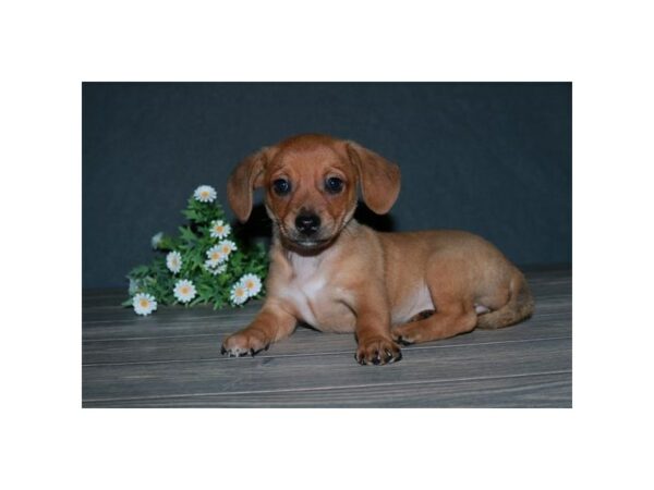 Chihuahua/Dachshund-DOG-Female-Red-15738-Petland Racine, Wisconsin