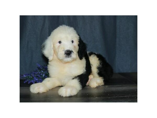 Old English Sheepdog/Poodle-DOG-Male-Black / White-15739-Petland Racine, Wisconsin