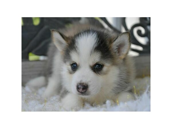 Pomsky-DOG-Male-Gray / White-15734-Petland Racine, Wisconsin