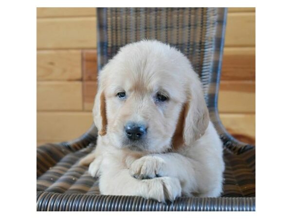 Golden Retriever-DOG-Female-Light Golden-24575-Petland Racine, Wisconsin