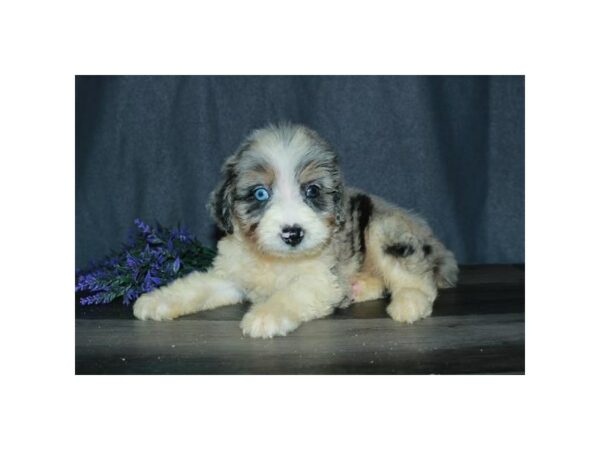 Aussiedoodle-DOG-Male-Blue Merle-15744-Petland Racine, Wisconsin