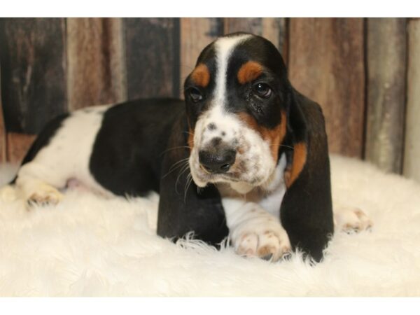 Basset Hound DOG Male Tri-Colored 15737 Petland Racine, Wisconsin