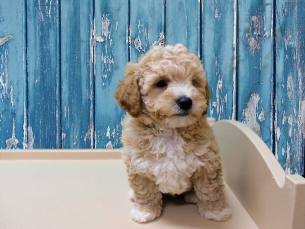 Bichonpoo-DOG-Male-Apricot-24572-Petland Racine, Wisconsin