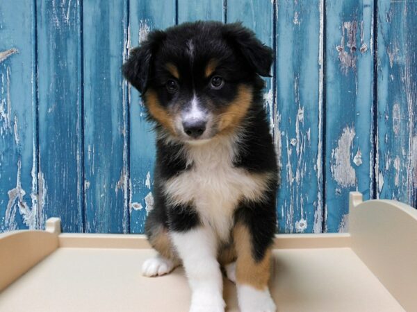 Miniature American Shepherd DOG Male Black 24563 Petland Racine, Wisconsin