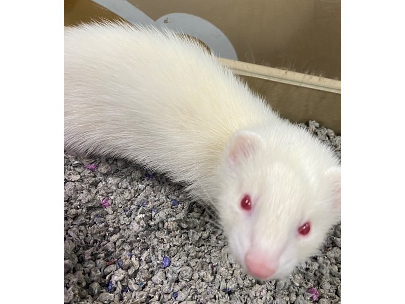 View Ferret Puppy Photos Petland Racine, Wisconsin