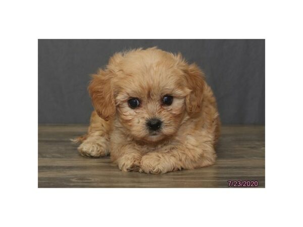 Cavachon-DOG-Male-Apricot-24586-Petland Racine, Wisconsin