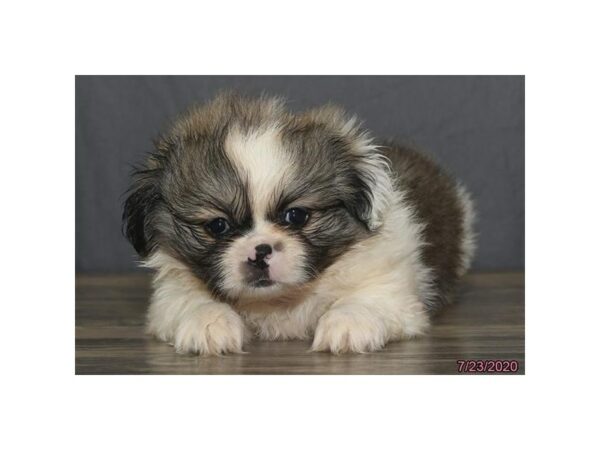 Pekingese DOG Male Sable / White 24597 Petland Racine, Wisconsin