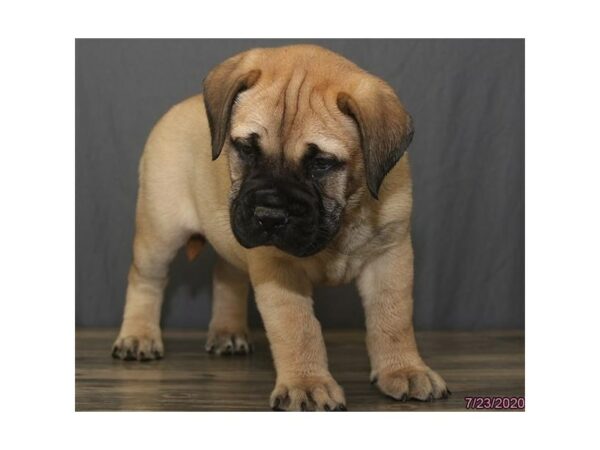 Bullmastiff DOG Female Fawn 24585 Petland Racine, Wisconsin