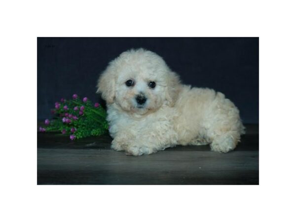 Bichon/Poodle-DOG-Female-Cream-24590-Petland Racine, Wisconsin