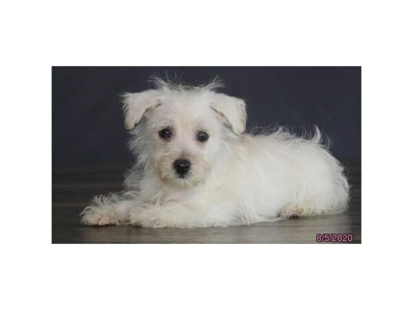 Cairn Terrier DOG Male White 24596 Petland Racine, Wisconsin