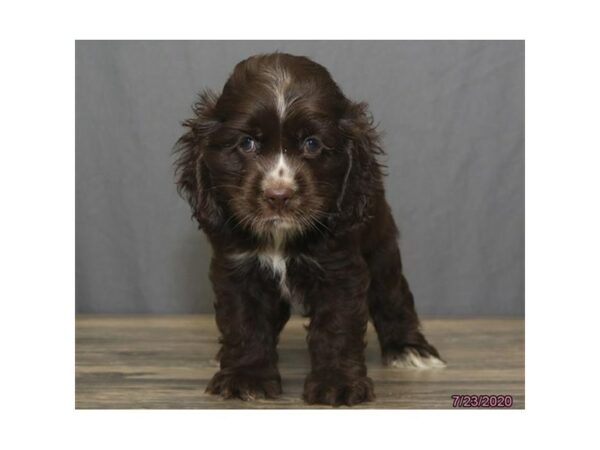 Cocker Spaniel-DOG-Male-Chocolate / White-24594-Petland Racine, Wisconsin