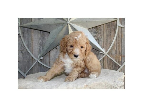 Goldendoodle Mini 2nd Gen-DOG-Male-Red-24589-Petland Racine, Wisconsin