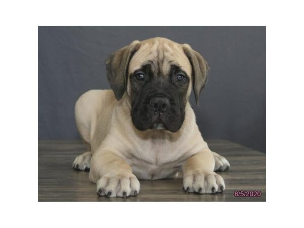 Bullmastiff DOG Male Fawn 15747 Petland Racine, Wisconsin