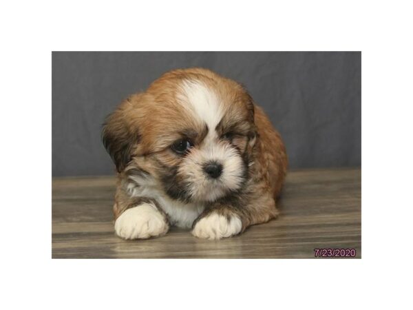 Lhasa Apso DOG Female Red 15752 Petland Racine, Wisconsin