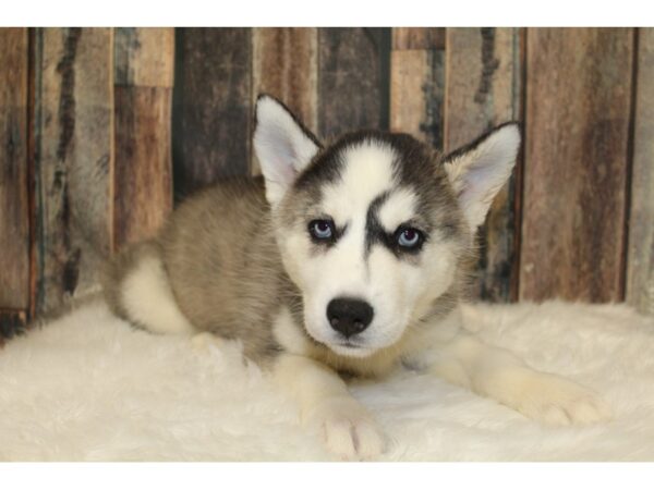 Siberian Husky-DOG-Female-Gray / White-15749-Petland Racine, Wisconsin